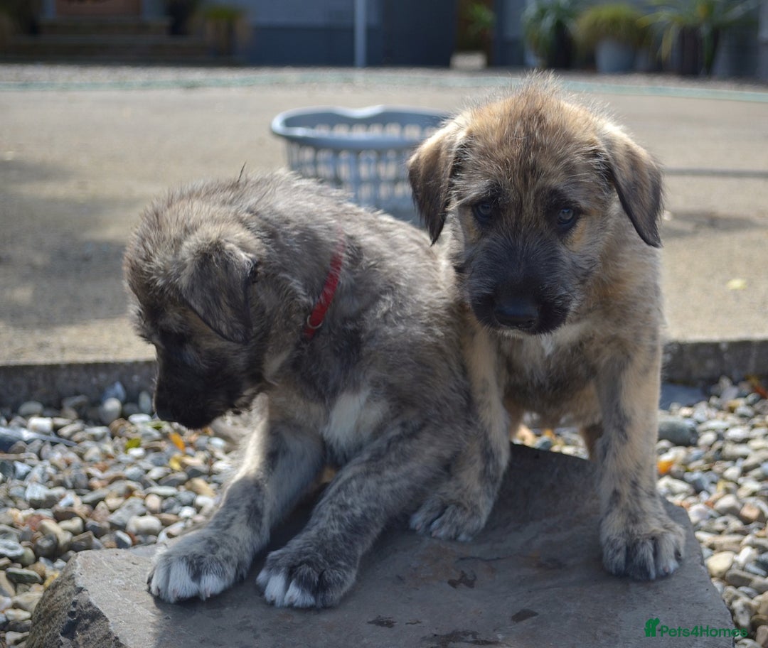 Irish Wolfhound dogs for sale: Irish Wolfhound Puppies For Sale - IKC Registered  - Image 9