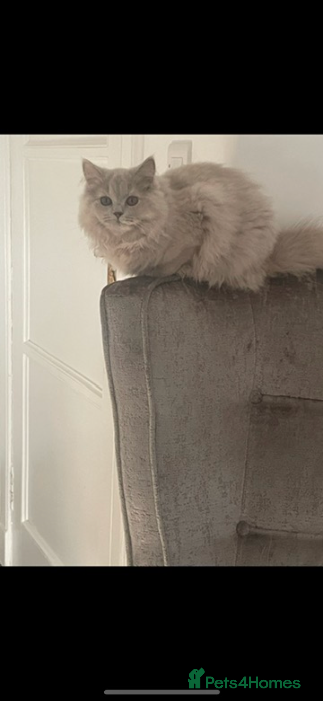 Mixed Breed cats for sale: Ragdoll cross British long hair kittens  - Image 24