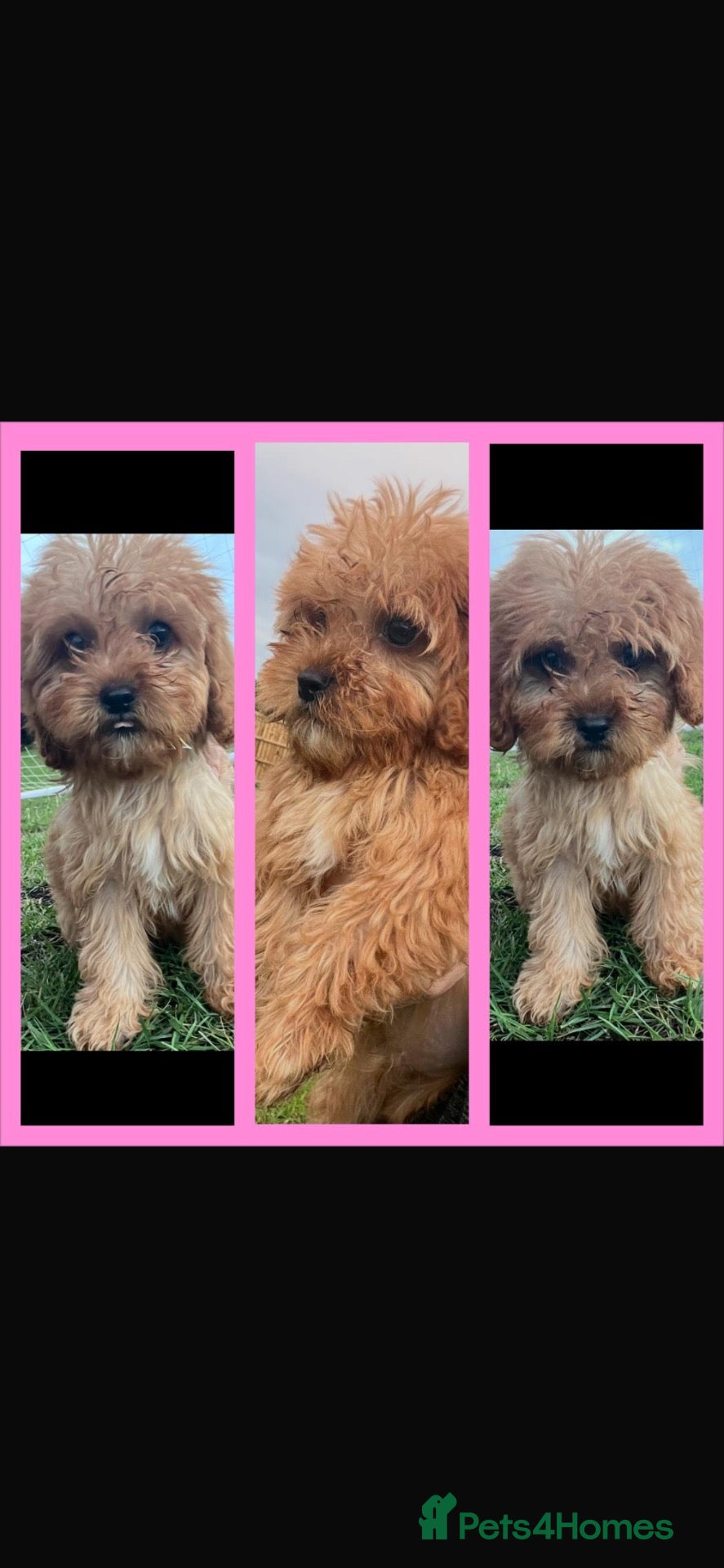 Cavapoo dogs Cavapoo F1  - Advert 23