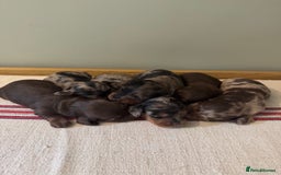 Miniature Dachshund dogs for sale: KC Long haired miniature dachshund puppies - Image 1