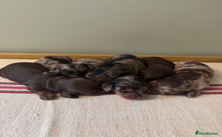Miniature Dachshund dogs - Advert 11