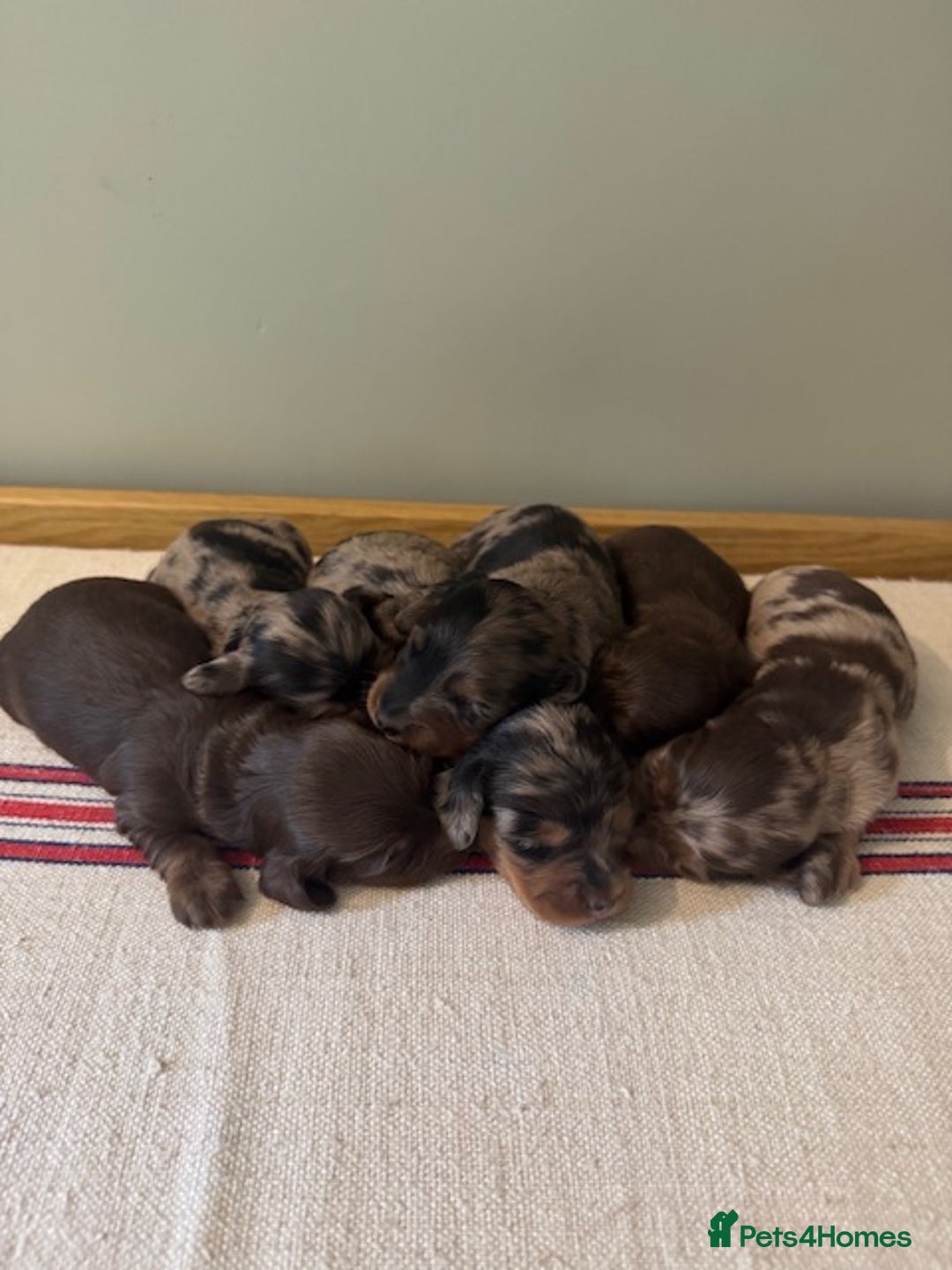 Miniature Dachshund dogs for sale: KC Long haired miniature dachshund puppies - Image 1