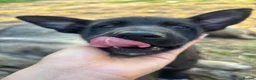 Shepsky dogs for sale: syberian huskyx malinois x german shepherd puppies in Gillingham - Advert 4