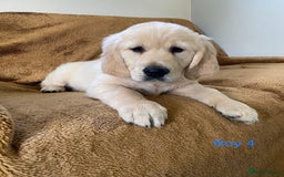 Golden Retriever dogs for sale: KC Registered Golden Retriver Puppies - Image 14