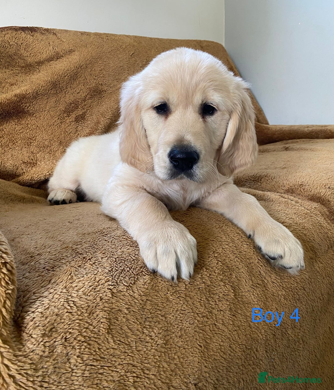 Golden Retriever dogs for sale: KC Registered Golden Retriver Puppies - Image 14