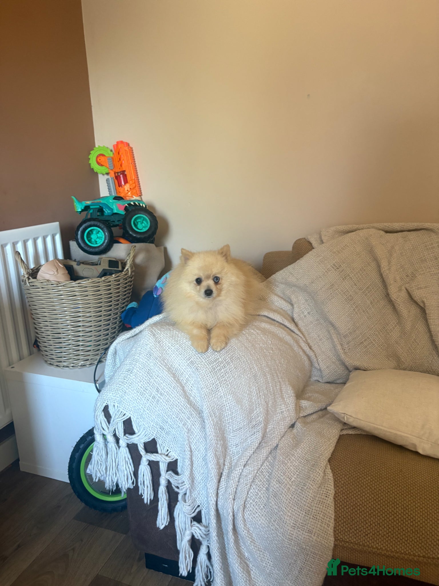 Pomeranian dogs Male pomerain boys  - Advert 16