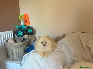 Pomeranian dogs Male pomerain boys - Advert 16