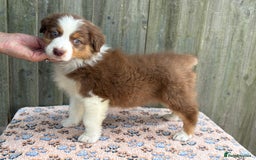 Australian Shepherd dogs for sale: Beautiful pedigree Australian Shepherd puppies - Image 14