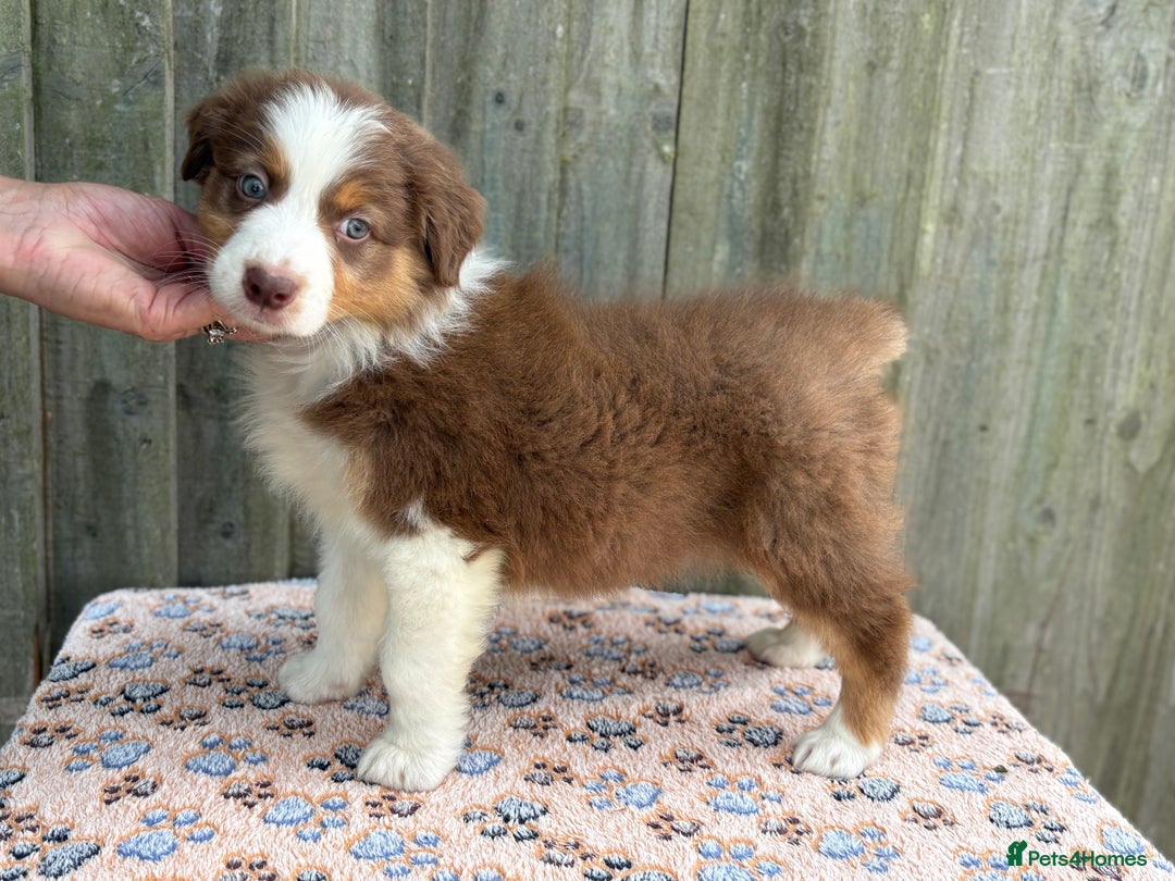 Australian Shepherd dogs for sale: Beautiful pedigree Australian Shepherd puppies - Image 14