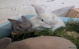 Mixed Breed rabbits for sale: 2 beautiful baby rabbits - Image 8
