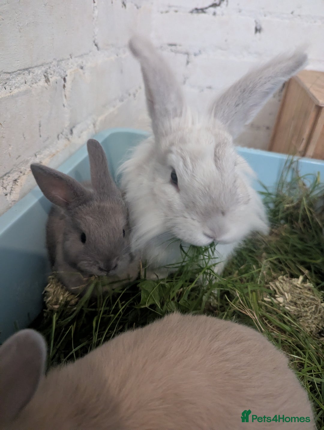 Mixed Breed rabbits for sale: 2 beautiful baby rabbits - Image 8