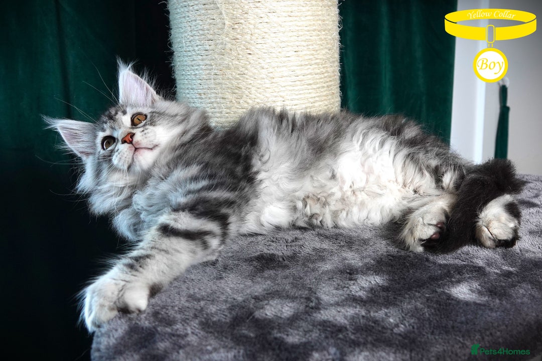 Maine Coon cats for sale: STUNNING XL PEDIGREE MAINE COON KITTENS - Image 3