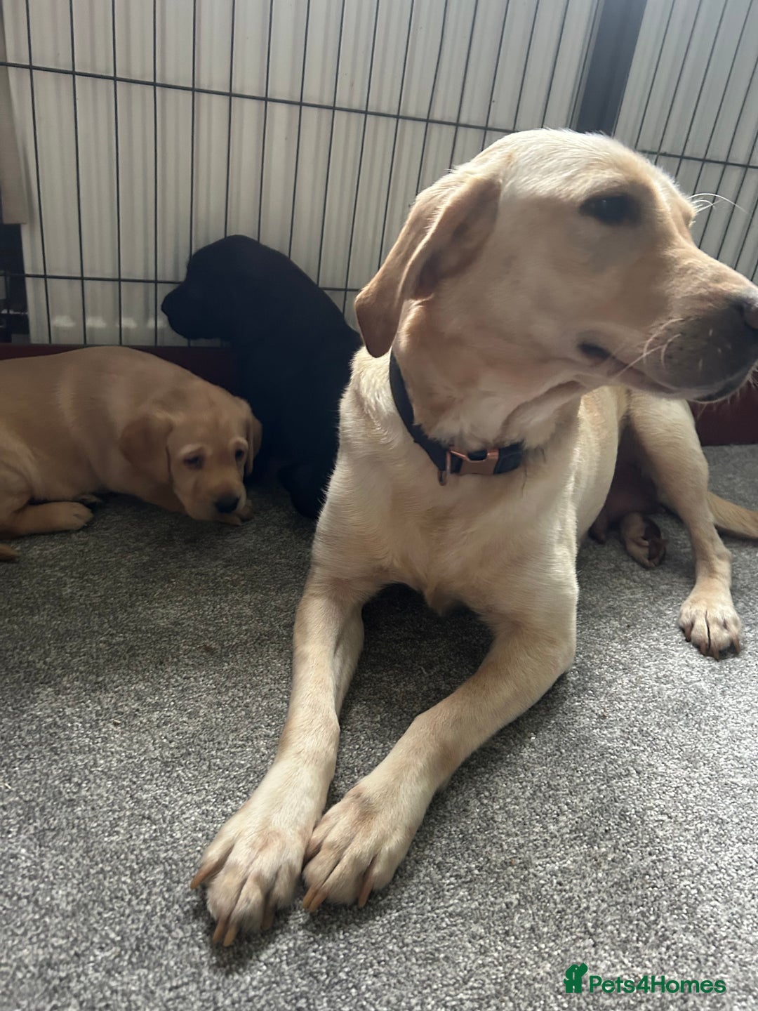 Labrador Retriever dogs for sale: Beautiful Labrador puppies - Advert 8