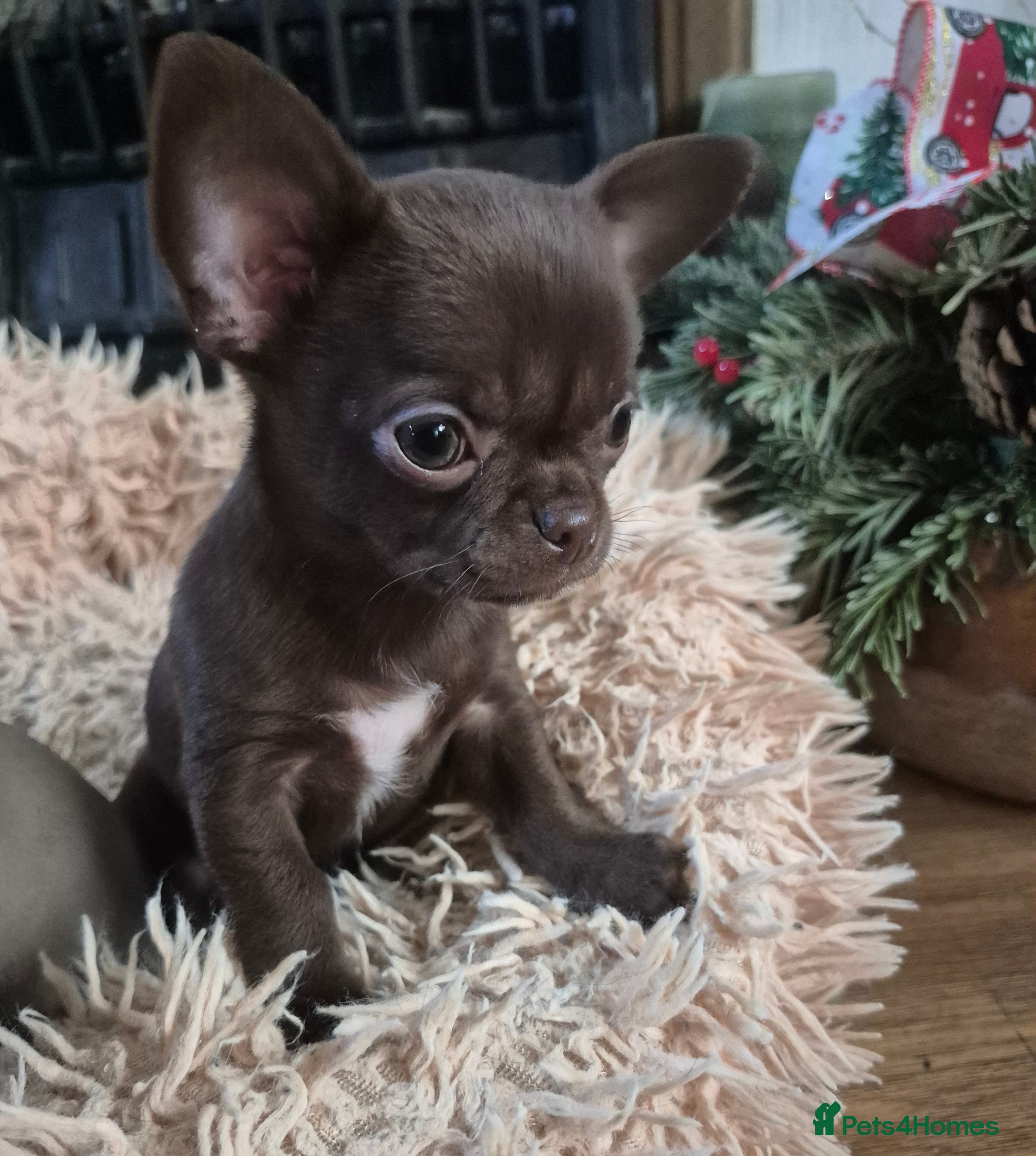 Chihuahua dogs KC chihuahua puppies  - Advert 12