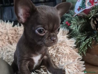 Chihuahua dogs KC chihuahua puppies - Advert 17