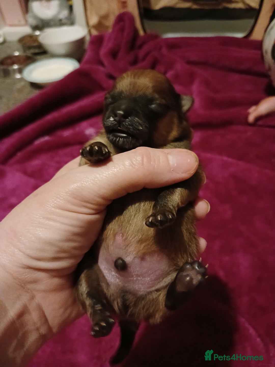 Pomeranian dogs for sale: Male pomerian  - Advert 6