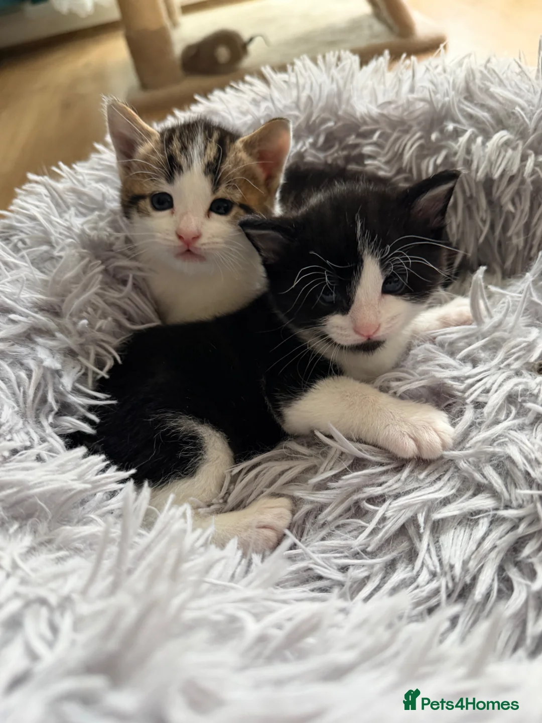 Mixed Breed cats for sale: Beautiful kitten  in Slough - Advert 7