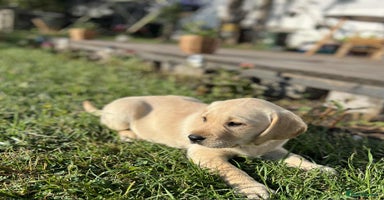 Labrador Retriever dogs in Doncaster - Advert 15