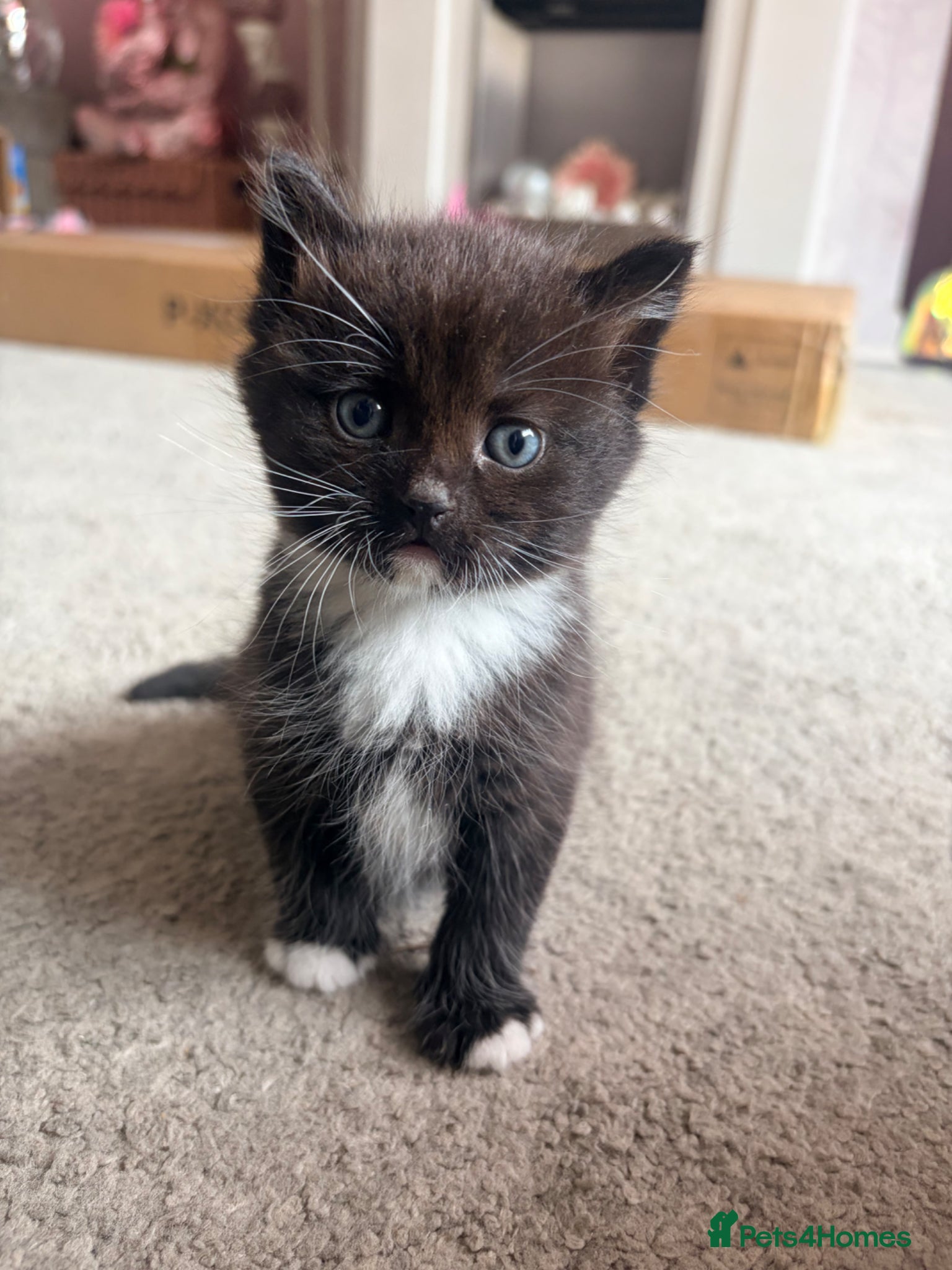 Mixed Breed cats Kittens!  - Advert 1