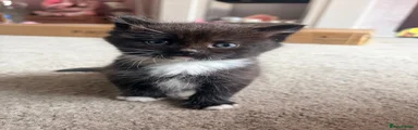 Mixed Breed Kitten 1