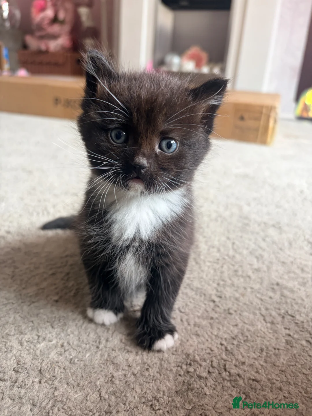 Mixed Breed cats for sale: Kittens!  - Advert 1
