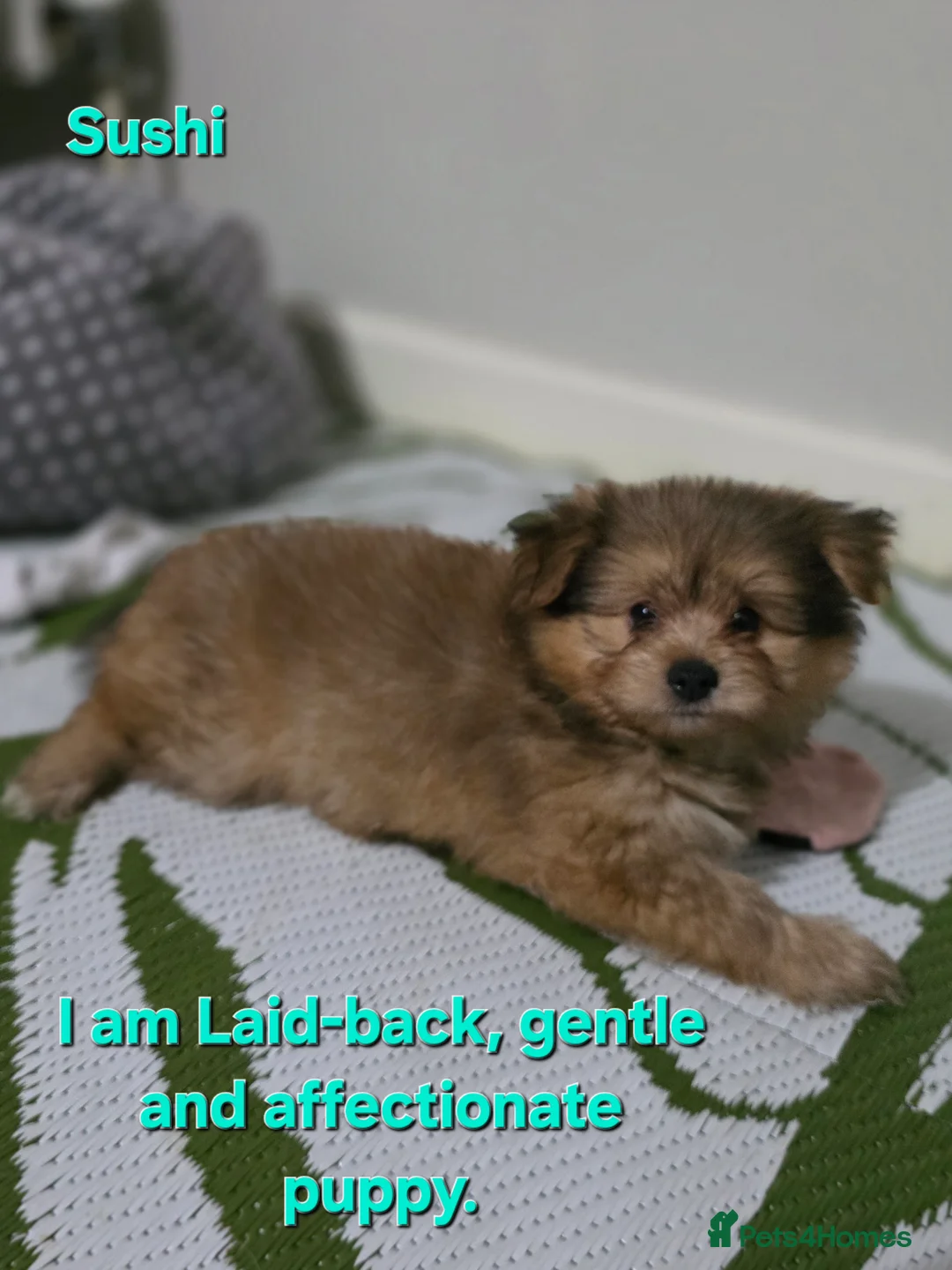 Mixed Breed dogs for sale: Taco and Sushi, super fluffy boys. - Advert 6