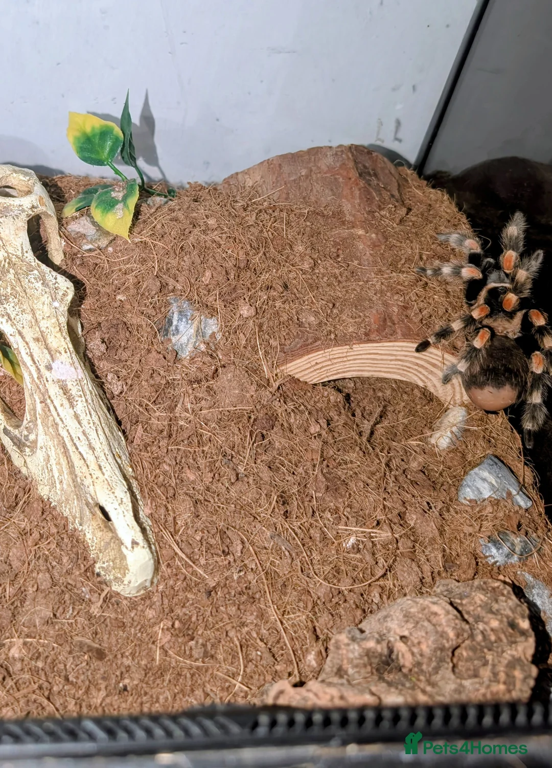 Tarantulas invertebrates for sale: Mexican red knee and Mexican Flame Knee  in Witham - Advert 1
