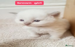 Ragdoll cats for sale: Pure ragdoll kitten for reservation now - Image 8
