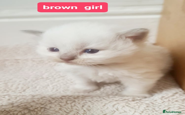 Ragdoll cats - Advert 8