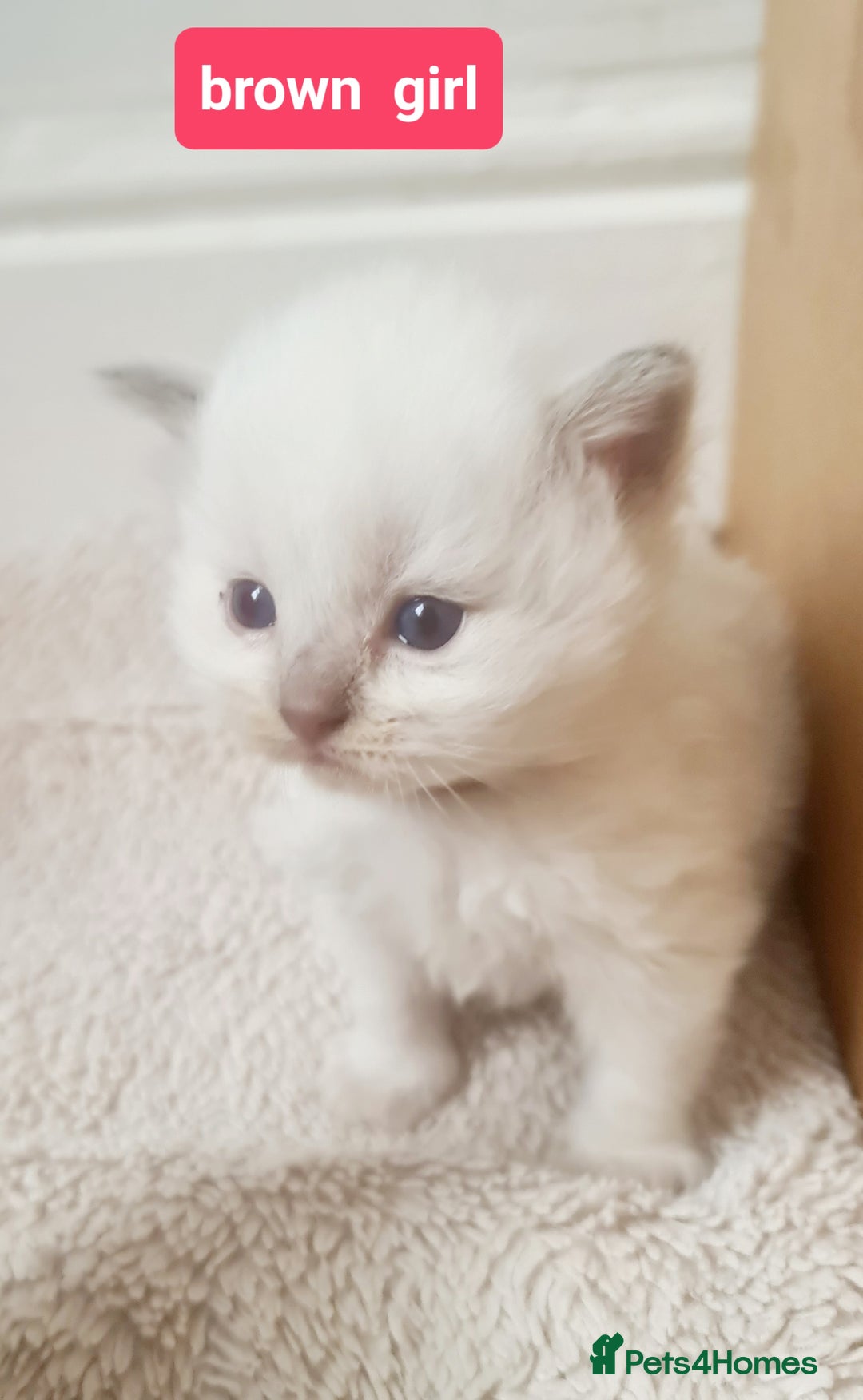 Ragdoll cats for sale: Pure ragdoll kitten for reservation now - Image 8
