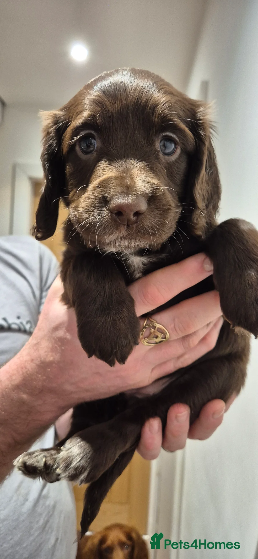 Sprocker dogs for sale: Sprocker Puppies  - Advert 5
