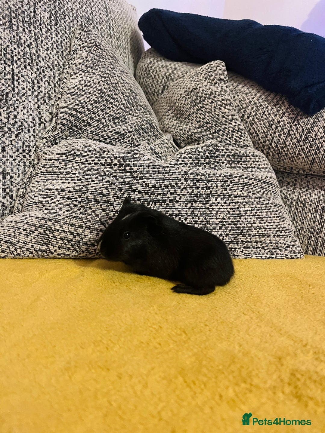 Guinea Pig rodents for sale: BABY SOW READY TO LEAVE  - Advert 4