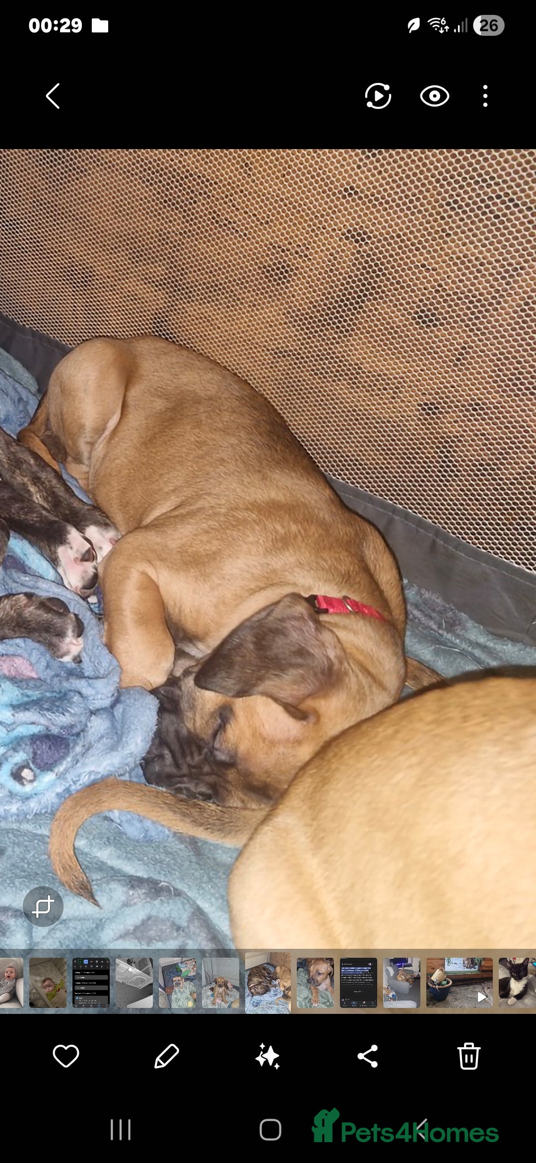 Mixed Breed dogs for sale: Puppys  - Advert 3