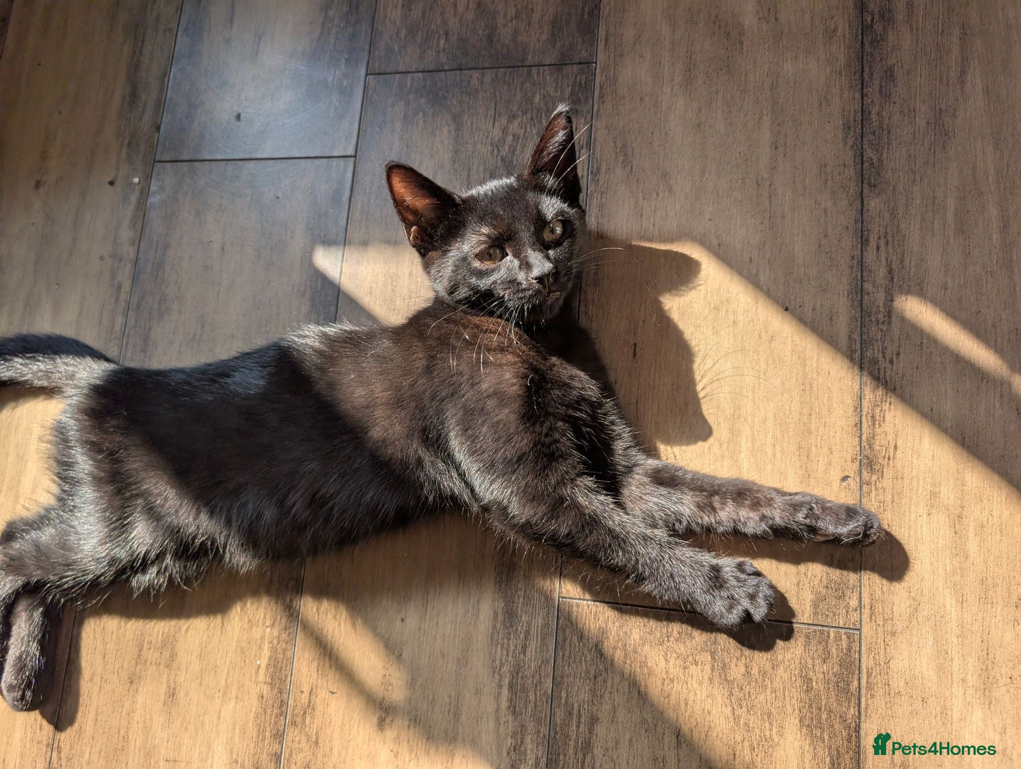Mixed Breed cats Lovely, healthy, playful kittens - Advert 1