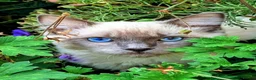 Ragdoll cats for sale: Blue point ragdoll  - Advert 12