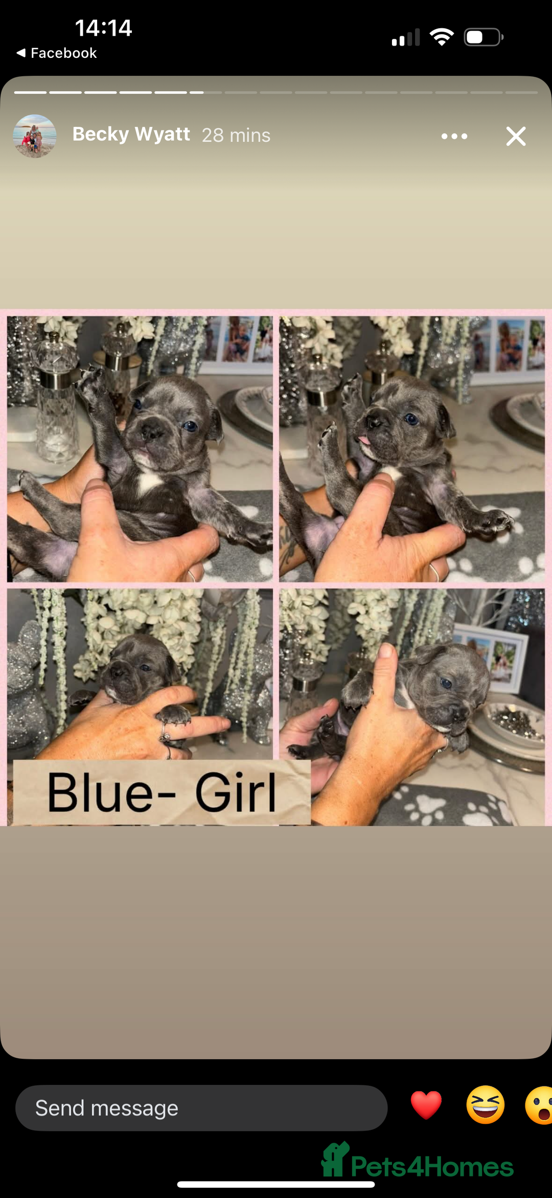French Bulldog dogs for sale: KC French bulldog  - Image 7