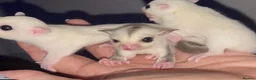 Sugar Glider rodents for sale: Rare trio born sugar babies - Advert 3