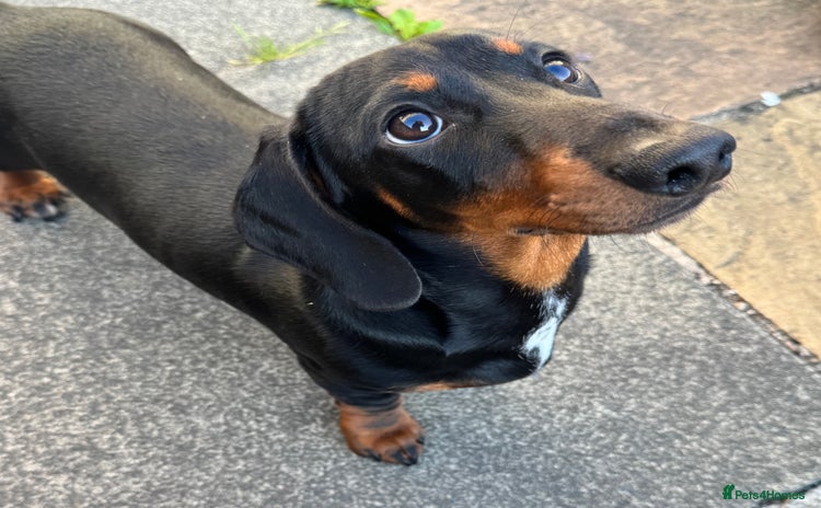 Miniature Dachshund dogs - Advert 6