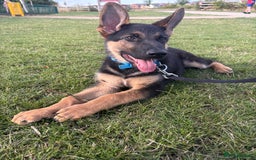 German Shepherd dogs for sale: Beautiful Black and Tan boy Bear  - Image 6