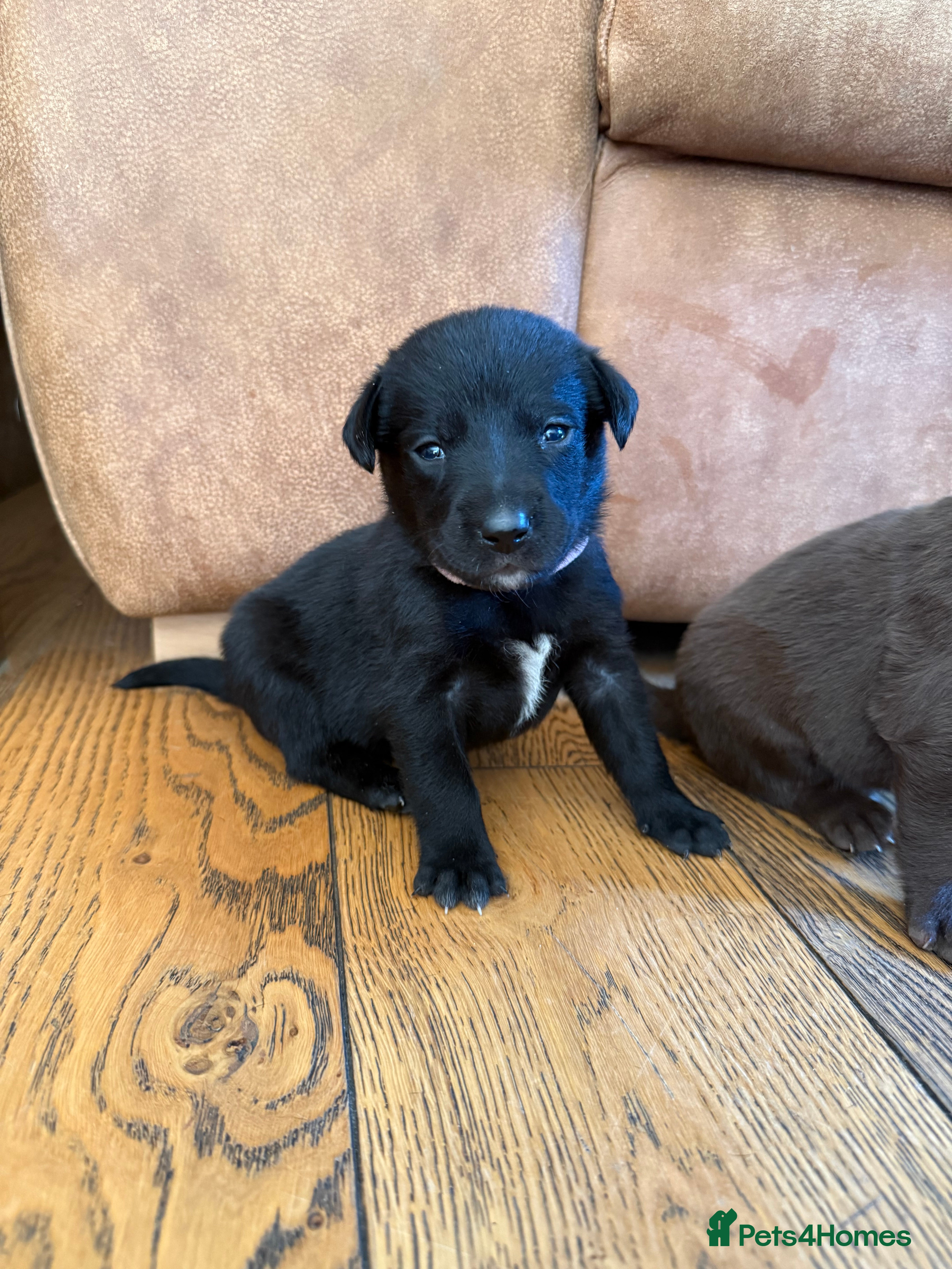 Borador dogs Stunning Lab x Collie, cream, black & chocolate! - Advert 2