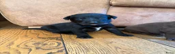 Borador dogs for sale: Stunning Lab x Collie, cream, black & chocolate! - Advert 33