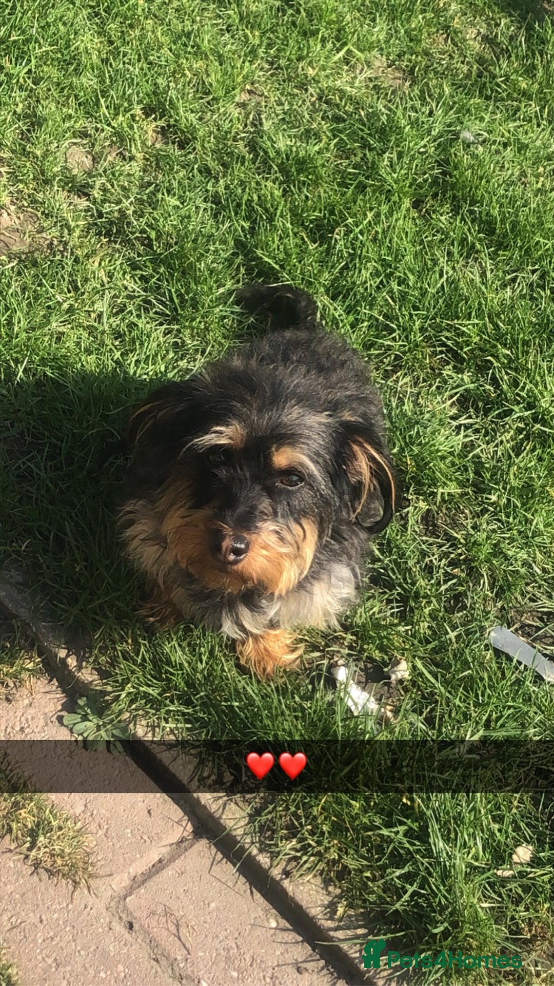 Mixed Breed dogs for sale: Jackapoo/French bulldog  - Advert 1