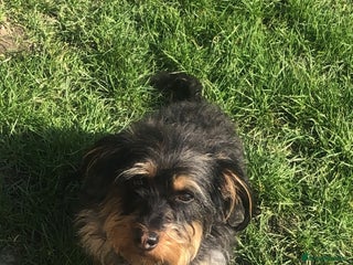 Mixed Breed dogs Jackapoo/French bulldog - Advert 1