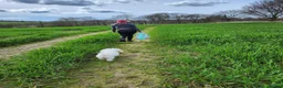 Bichon Frise dogs for sale: Mia - Bichon Frise - 5 years old - Neutered  - Advert 4