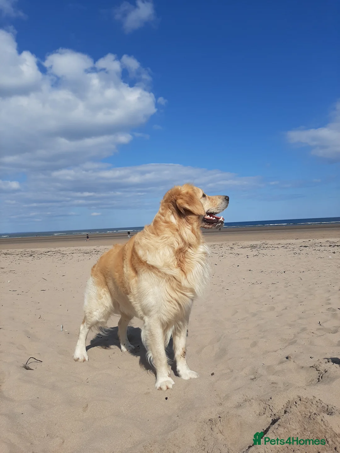 Golden Retriever dogs for stud: A proven gorgeous Golden Retriever for stud in Haywards Heath - Advert 8