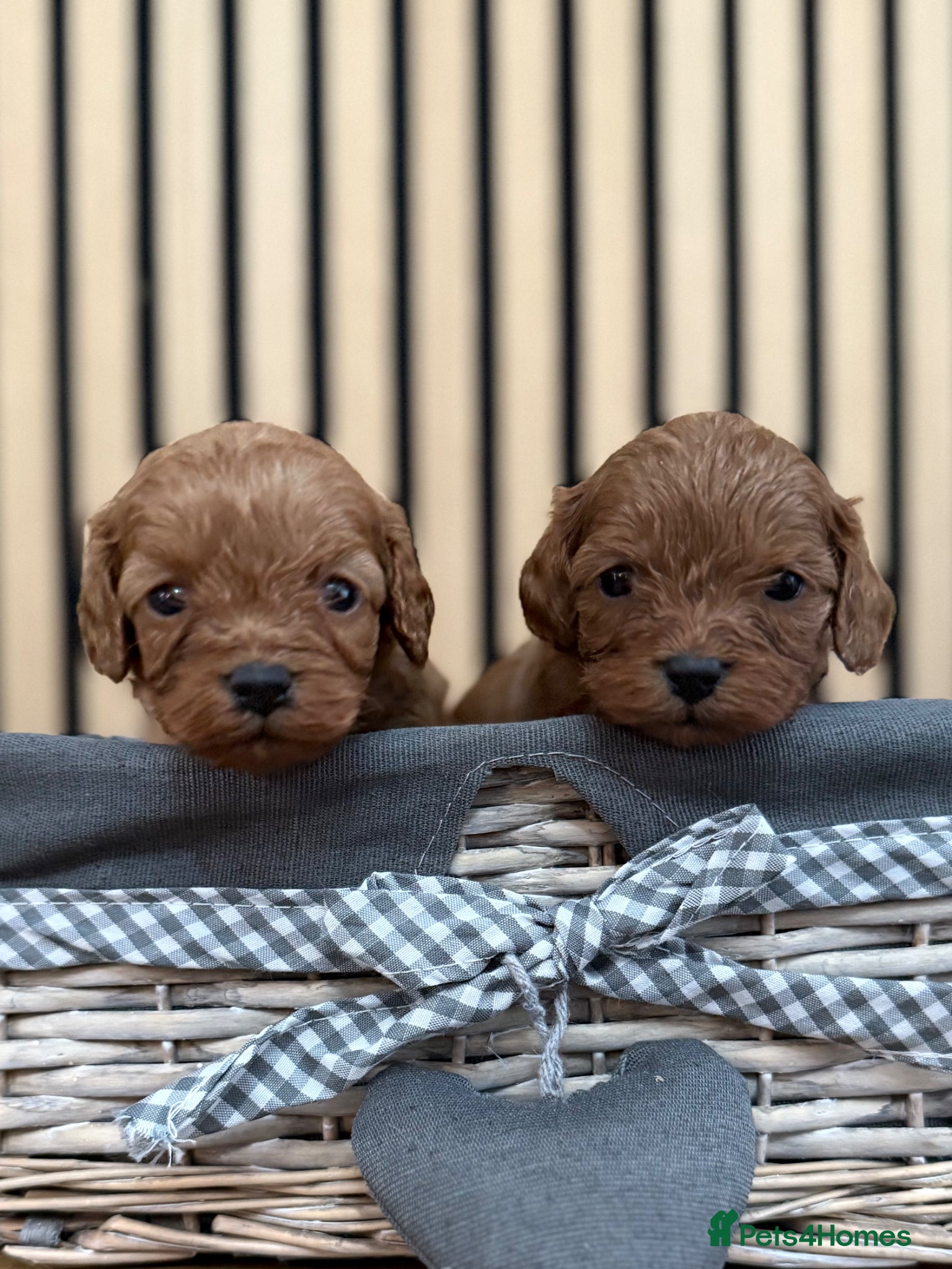Cavapoo dogs for sale: Stunning F1 Ruby Red Cavapoos - Advert 3