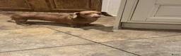 Miniature Dachshund dogs for sale: Kc Stunning Chocolate & Tan True Miniature  - Advert 3