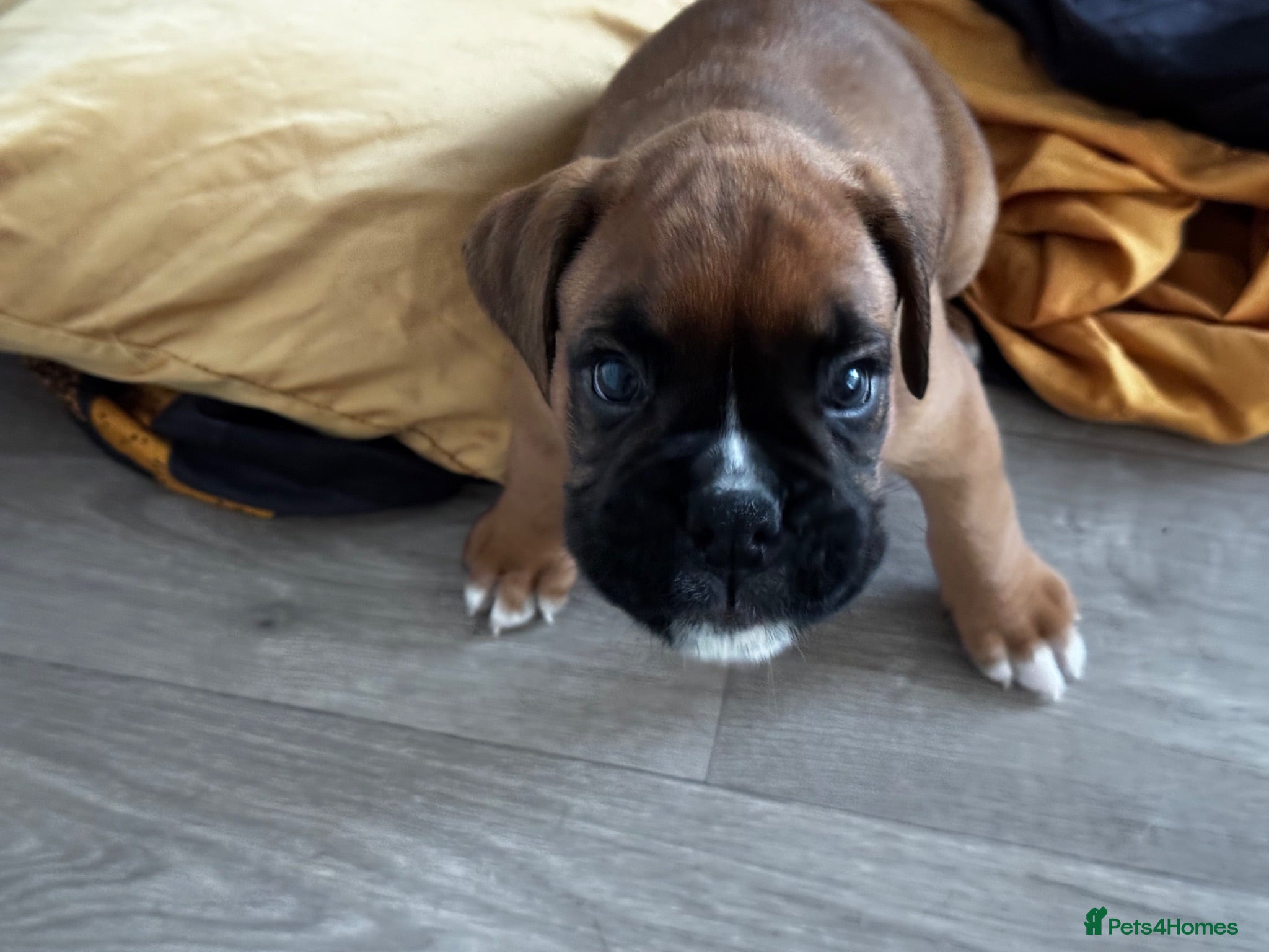 Boxer dogs charthaihen boxers - Advert 16