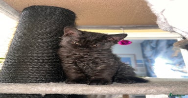 Selkirk Rex cats Selkirk rex kittens 😻 - Advert 8