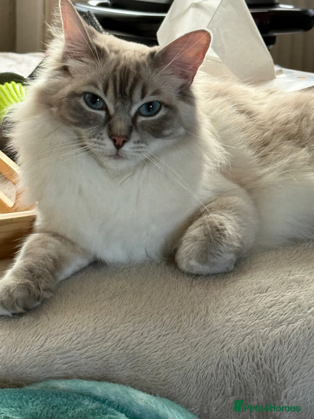 Ragdoll cats for sale: Female Ragdoll for new home  - Advert 1